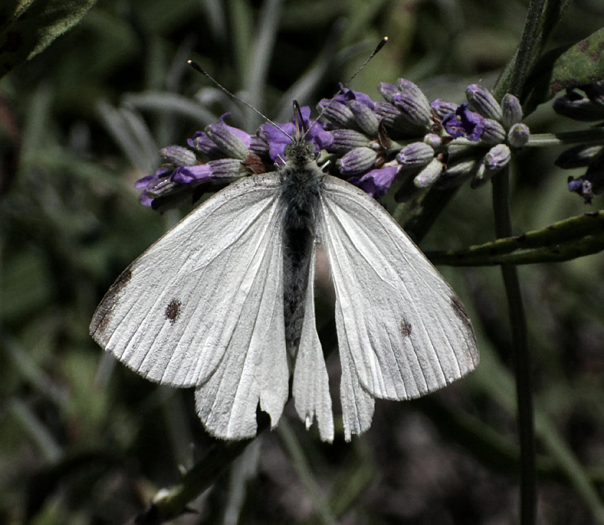 Pieris napi ?